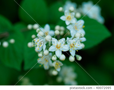 Malbourtsugi growing wild in Japanese forests 40072095