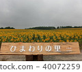 Sunflower 4 40072259
