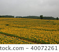 Sunflower 6 40072261
