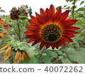 Sunflower 7 40072262