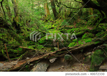 Spring forest Yakushima Shiratani Unsuikyo's moss forest (formerly Mononoke Forest) Spring forest Yakushima Shiratani Unsuikyo's moss forest (formerly Mononoke Forest) 40072330