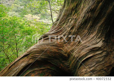 春天屋久島Shiratani Unsuikyo在淀川小徑的一個大樹樁的樣式 40072332