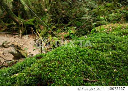 屋久島Shiratani Unsuikyo的春天在青苔森林（老幽靈森林）特寫鏡頭里 40072337