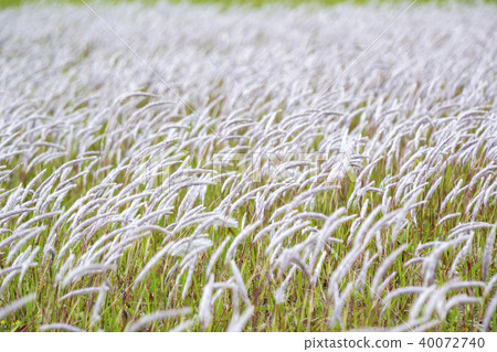 Ear of one's face 40072740