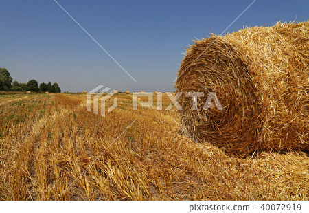 Bales of straw in stubble field after harvesting 40072919