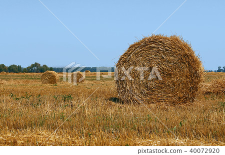 Bales of straw in stubble field after harvesting Bales of straw in stubble field after harvesting 40072920