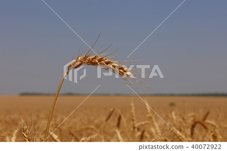 Close up field of wheat under clear blue sky 40072922
