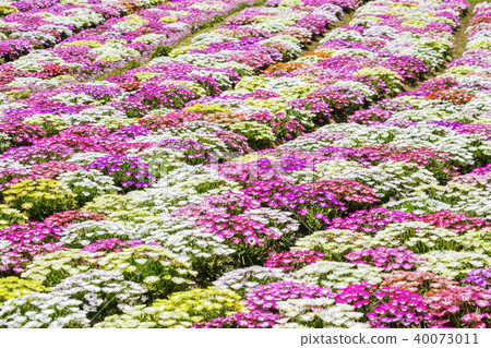 Livingstone Daisy 40073011