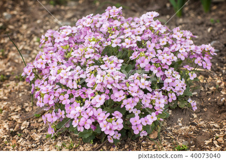 Purple Aubrieta flowers or Aubretia cascade Aubrieta Deltoidea  40073040