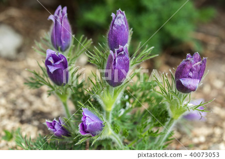Flowering Pasque Pulsatilla vulgaris. Flowering Pasque Pulsatilla vulgaris. 40073053