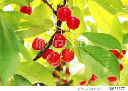 櫻桃狩獵 櫻桃狩獵 40073577