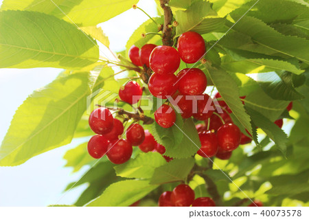 櫻桃狩獵 櫻桃狩獵 40073578