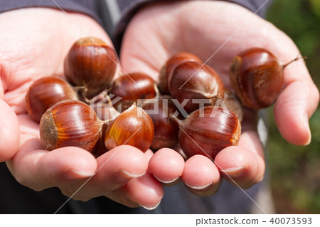 Chestnut autumn of palm 40073593