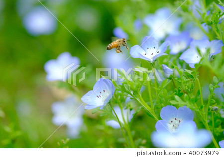 Nemophila and honey bee 40073979