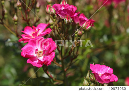 Bright rose pink pretty roses 40073980