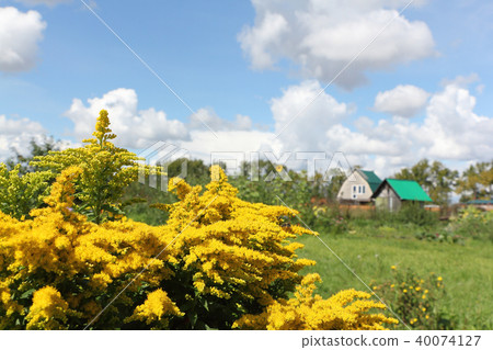 Goldenrod ordinary in a summer garden 40074127