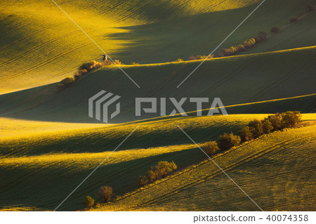 sunrise lines and waves with trees in the spring 40074358