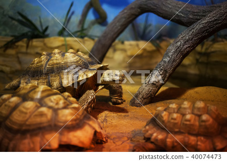 A large swamp turtle sits in the terrarium. 40074473