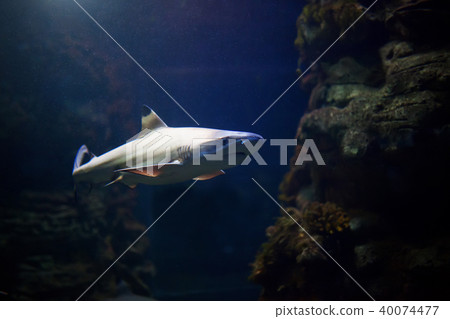Blacktip Reef sharks swimming in tropical waters o Blacktip Reef sharks swimming in tropical waters o 40074477