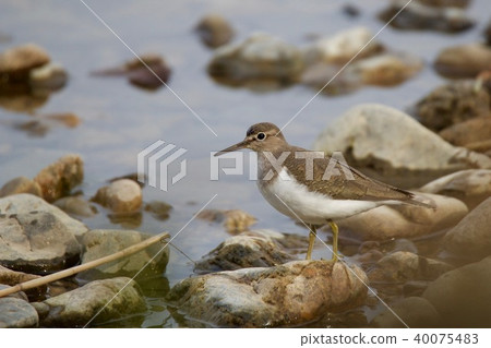 Isochigi Isochigi 40075483