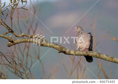 Turtledove  40075485