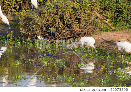 Beautiful Pantanal landscape, South America,Brazil 40075506