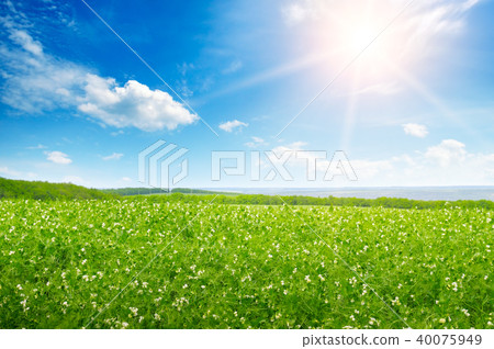 Green pea field and sunrise in the blue sky. 40075949