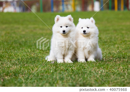 White Samoyed Puppy Dog 40075988