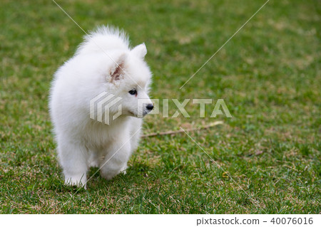 White Samoyed Puppy Dog 40076016