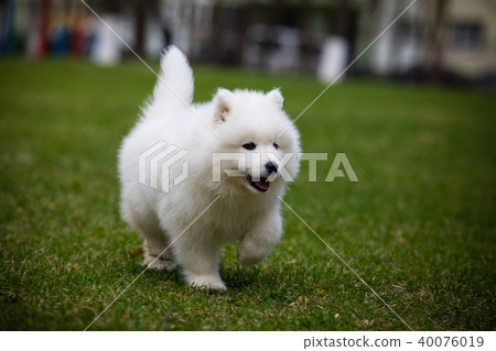 White Samoyed Puppy Dog 40076019