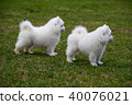 White Samoyed Puppy Dog 40076021