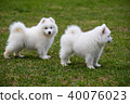 White Samoyed Puppy Dog 40076023