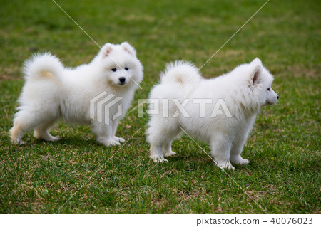 White Samoyed Puppy Dog 40076023