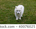 White Samoyed Puppy Dog 40076025