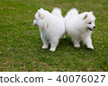 White Samoyed Puppy Dog 40076027