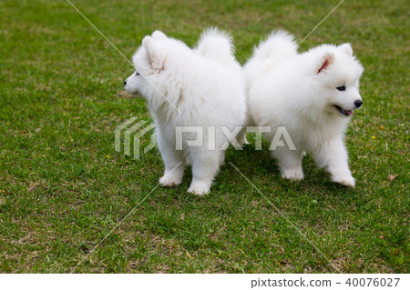 White Samoyed Puppy Dog 40076027