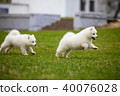 White Samoyed Puppy Dog 40076028