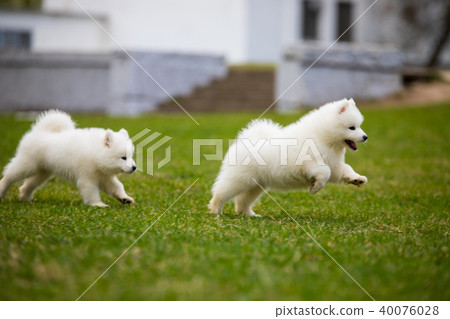 White Samoyed Puppy Dog 40076028