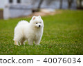White Samoyed Puppy Dog 40076034