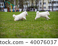 White Samoyed Puppy Dog 40076037