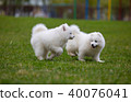 White Samoyed Puppy Dog 40076041