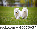 White Samoyed Puppy Dog 40076057
