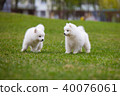 White Samoyed Puppy Dog 40076061