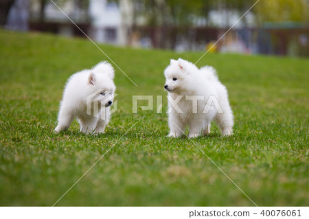 White Samoyed Puppy Dog 40076061