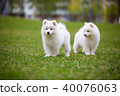 White Samoyed Puppy Dog 40076063