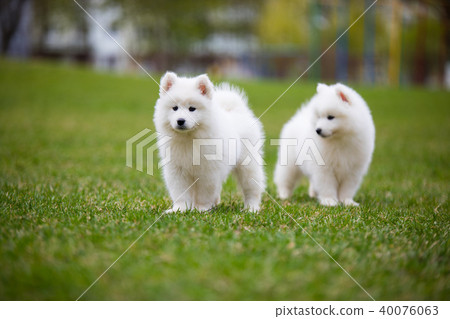 White Samoyed Puppy Dog White Samoyed Puppy Dog 40076063