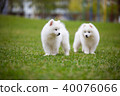 White Samoyed Puppy Dog 40076066