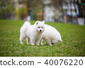 White Samoyed Puppy Dog 40076220