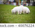 White Samoyed Puppy Dog 40076224