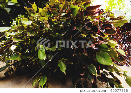 Spring leaves of trees in Israel. Close up shot. Spring leaves of trees in Israel. Close up shot. 40077216